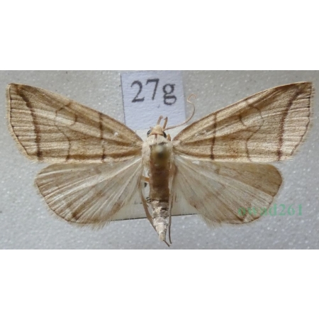 Herminia grisealis (Denis & Schiffermüller, 1775) male Szczękalica gajówka Czech27g